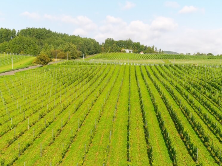 中富良野ヴィンヤードの写真